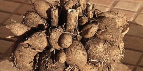 Briga o dalijama u jesen, priprema za zimu